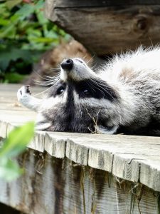 raccoon, rodent, animal, mammal, cute, nature, nap, small