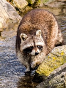 raccoon, animal, mammal, nature, raccoon, raccoon, raccoon, raccoon, raccoon