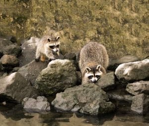Two raccoons explore a rocky riverbank along a serene river, showcasing their natural curiosity.