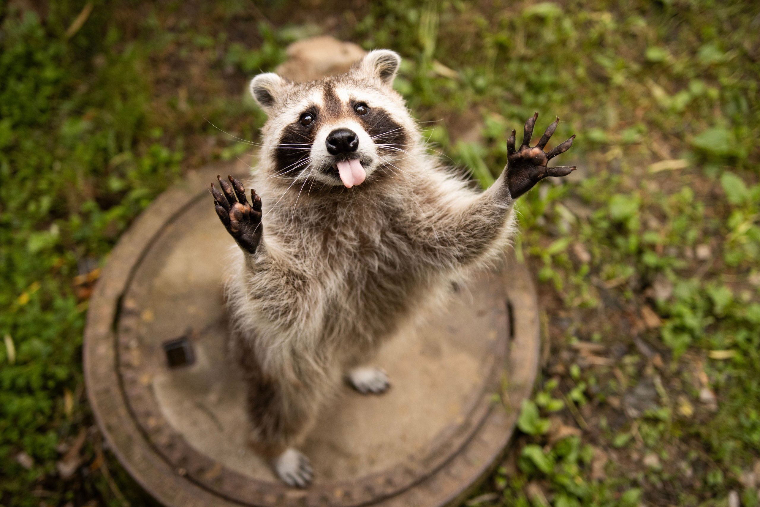 Adorable raccoon standing on a manhole cover, playfully sticking its tongue out in a whimsical outdoor setting.